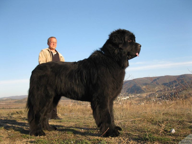 Фото: ньюфаундленд Kanzas Kara Deniz (Канзас Кара Дениз)