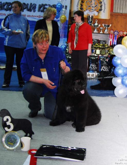 Фото: ньюфаундленд Aquatoriya Kelvin Zaznoba (Акватория Келвин Зазноба)