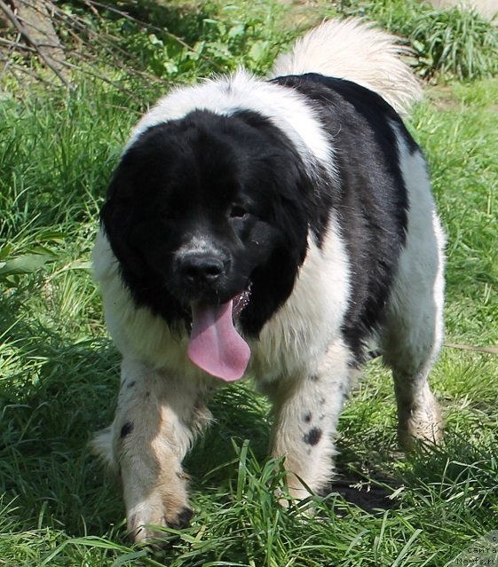 Фотография № 122051