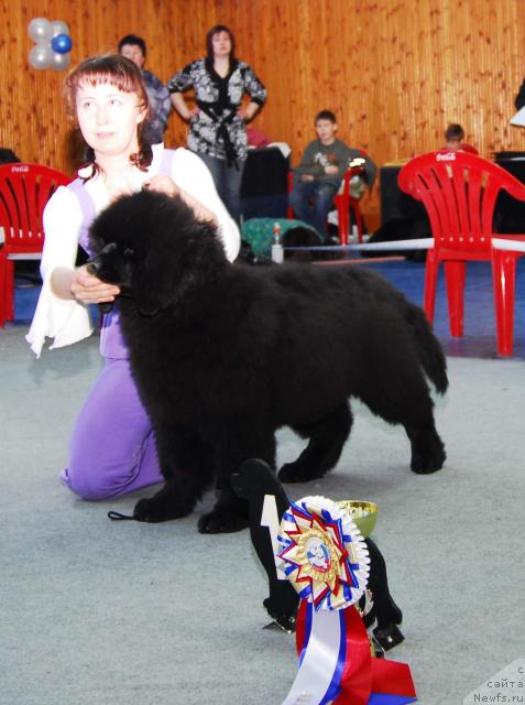Фото: ньюфаундленд Akvatoriya Kelvin Zaskiya (Акватория Келвин Заския)