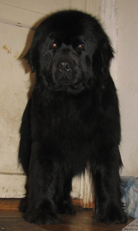 Фото: ньюфаундленд Starbimovlav Dakota (Старбимовлав Дакота)