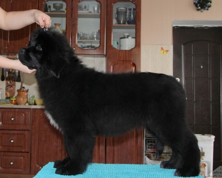 Фото: ньюфаундленд Akvatoriya Kelvin Cambiya (Акватория Келвин Цамбия)