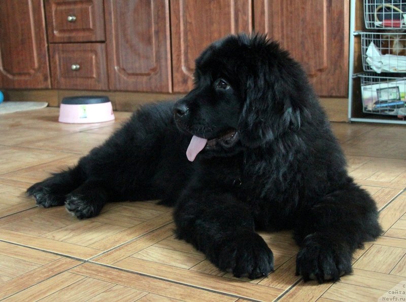 Фото: ньюфаундленд Akvatoriya Kelvin Cambiya (Акватория Келвин Цамбия)