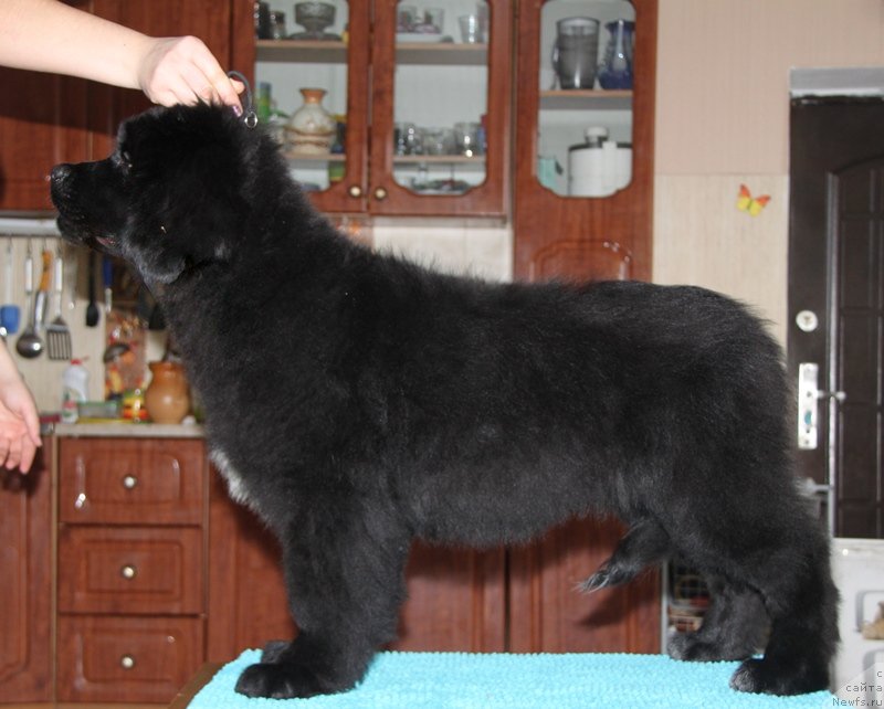 Фото: ньюфаундленд Akvatoriya Kelvin Cambiya (Акватория Келвин Цамбия)