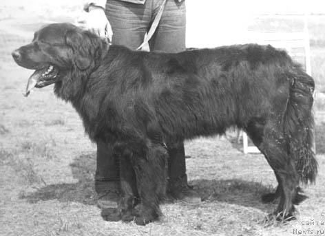 Фото: ньюфаундленд Kera Sey (Кера Сей)