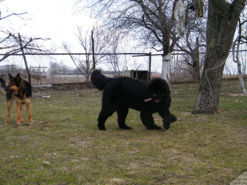 Фото: ньюфаундленд Аlpha Tauri Dinastiya Soverchenstva (Альфа Таури Династия Совершенства)
