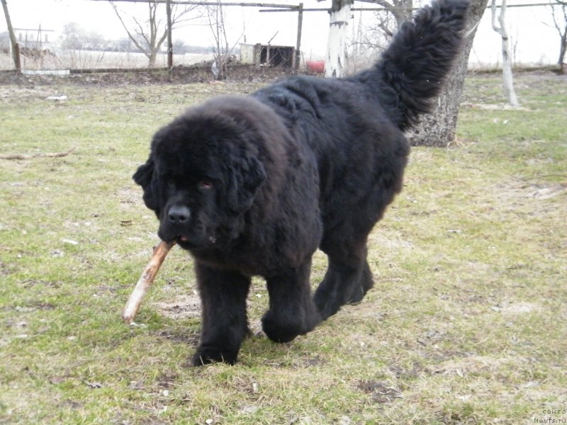 Фото: ньюфаундленд Аlpha Tauri Dinastiya Soverchenstva (Альфа Таури Династия Совершенства)