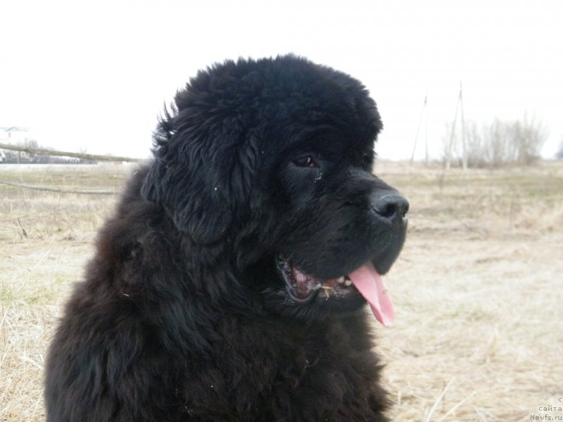 Фотография № 122157