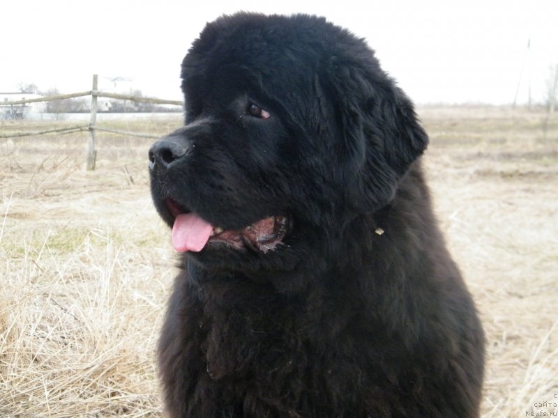 Фотография № 122158