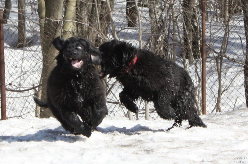 Фото: ньюфаундленд Soul of Rouz Alister (Соул оф Роуз Алистер), ньюфаундленд Soul of Rouz Assia (Соул оф Роуз Ассиа)