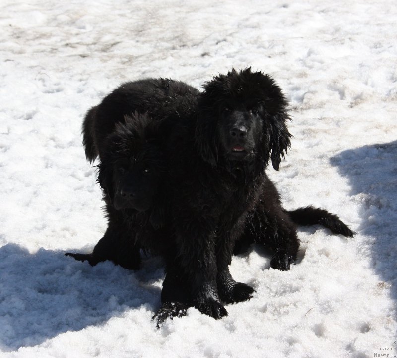 Фото: ньюфаундленд Soul of Rouz Alister (Соул оф Роуз Алистер), ньюфаундленд Soul of Rouz Assia (Соул оф Роуз Ассиа)