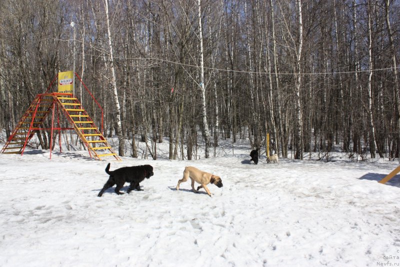 Фото: ньюфаундленд Soul of Rouz Alister (Соул оф Роуз Алистер), ньюфаундленд Soul of Rouz Assia (Соул оф Роуз Ассиа)