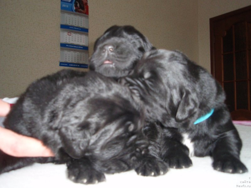 Фото: ньюфаундленд Allegro Assai Luna (Аллегро Ассаи Луна)