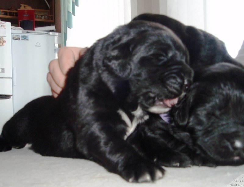 Фото: дети, ньюфаундленд Allegro Assai Luna (Аллегро Ассаи Луна)