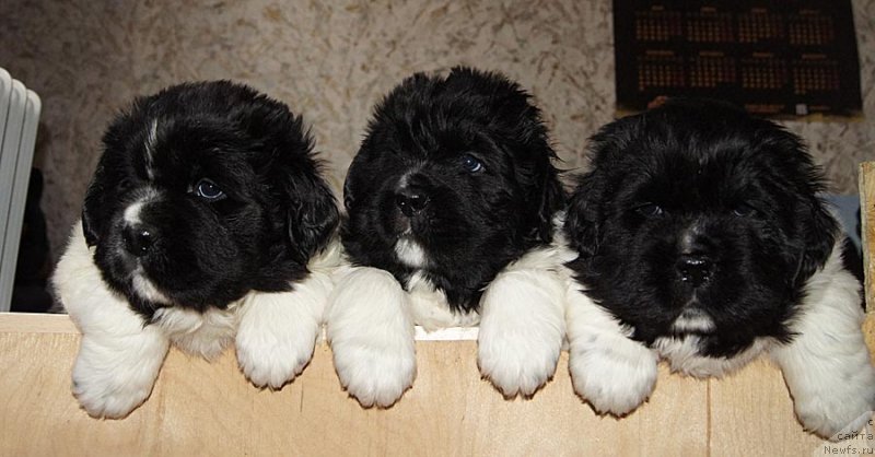 Фотография № 122183