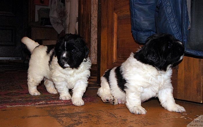 Фото: ньюфаундленд Super Bizon Cosmos (Супер Бизон Космос), ньюфаундленд Super Bizon Kuba (Супер Бизон Куба)