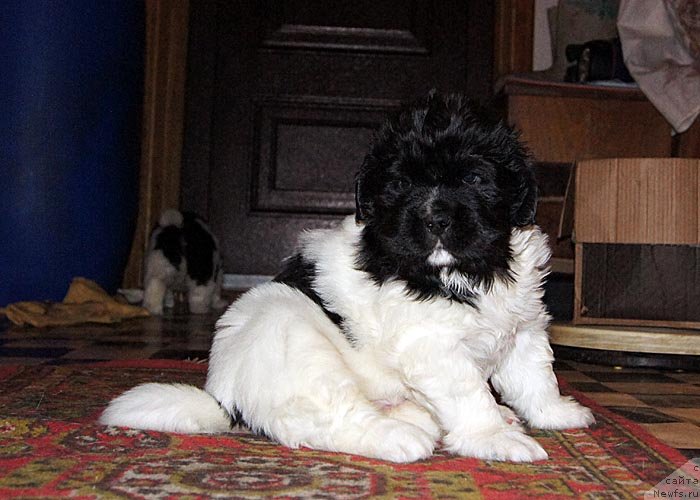 Фото: ньюфаундленд Super Bizon Konjak (Супер Бизон Конжак)