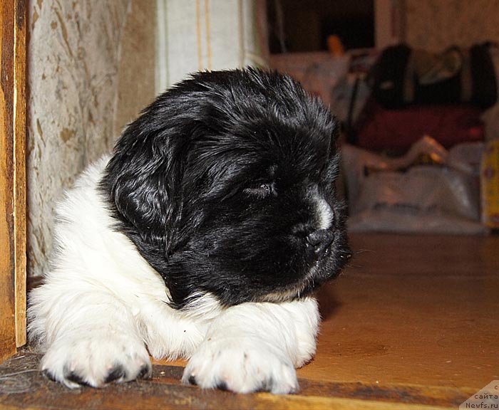 Фото: ньюфаундленд Super Bizon Cosmos (Супер Бизон Космос)