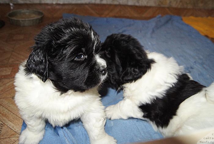 Фото: ньюфаундленд Super Bizon Kuba (Супер Бизон Куба), ньюфаундленд Super Bizon Konjak (Супер Бизон Конжак)