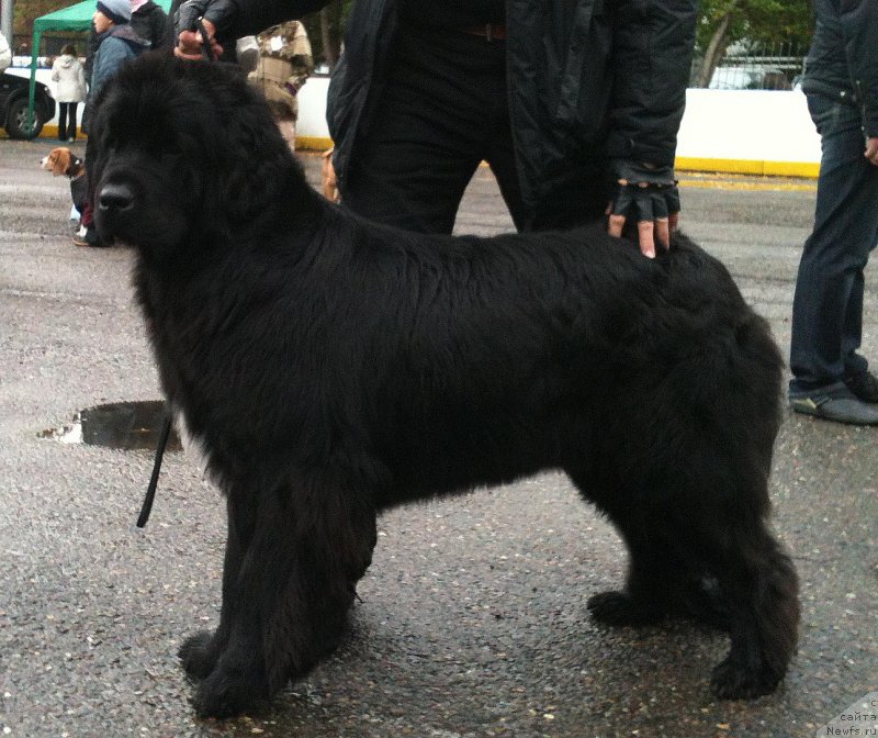 Фото: ньюфаундленд Maritana iz Plemeni Kedra (Маритана из Племени Кедра)