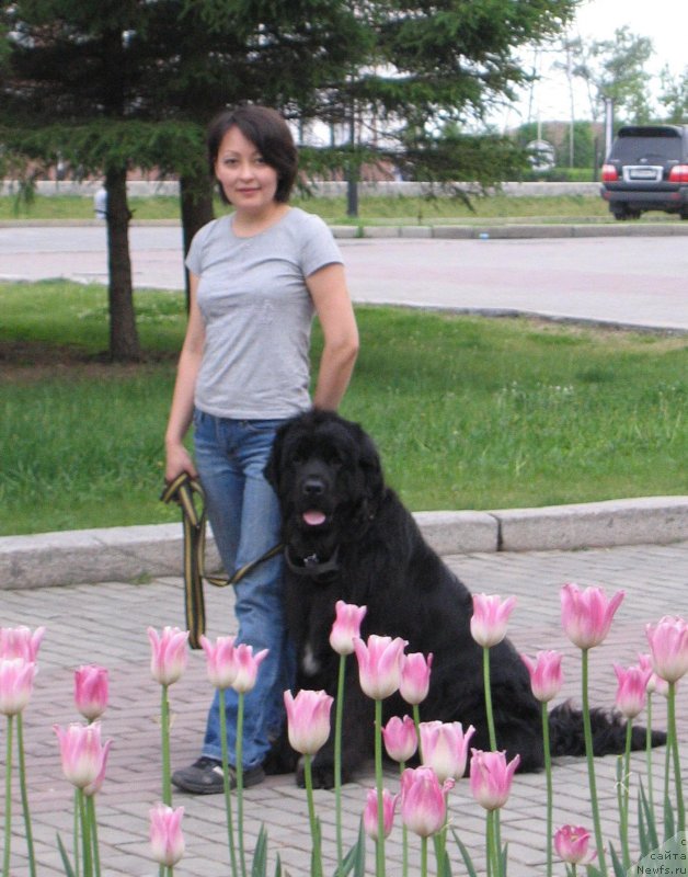 Фото: ньюфаундленд Maritana iz Plemeni Kedra (Маритана из Племени Кедра)