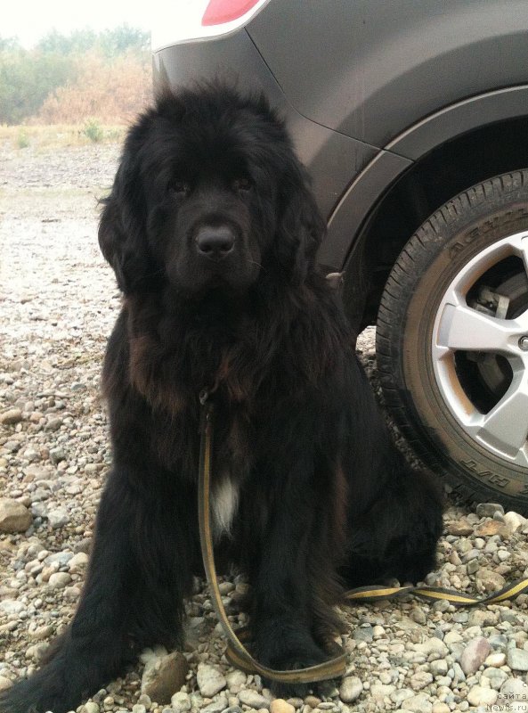 Фото: ньюфаундленд Maritana iz Plemeni Kedra (Маритана из Племени Кедра)