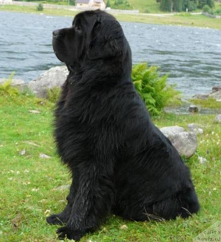 Фото: ньюфаундленд Simuran ot Sibirskogo Medvedya (Симуран от Сибирского Медведя)