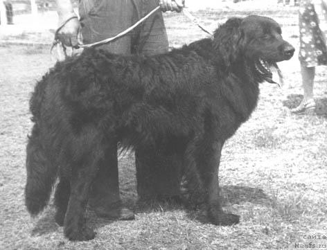 Фото: ньюфаундленд YAngri Bagi (Янгри Баги)