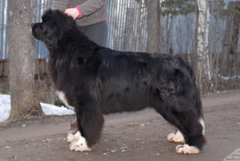 Фото: ньюфаундленд Mag Ispolin Lavina (Маг Исполин Лавина)