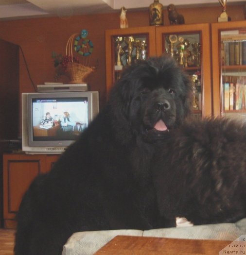 Фото: ньюфаундленд N'yufort Carica Nochi (Ньюфорт Царица Ночи)