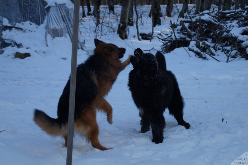 Фото: ньюфаундленд Charuyuschiy Chezario (Чарующий Чезарио)