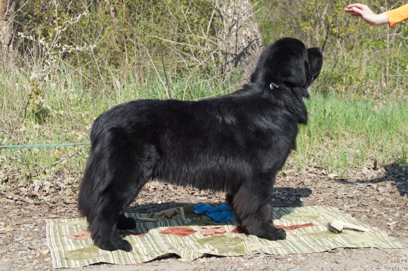 Фото: ньюфаундленд Charuyuschiy Chezario (Чарующий Чезарио)