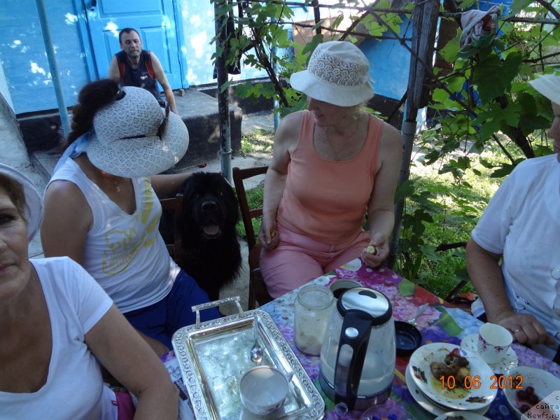 Фото: ньюфаундленд Smigar Dar Bojiy (Смигар Дар Божий), Nadejda Budilova (Надежда Будилова)