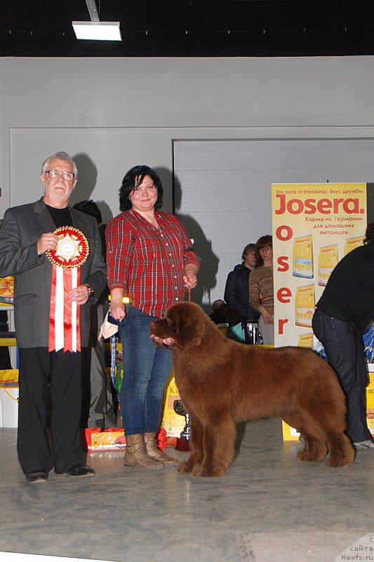 Фото: ньюфаундленд Happyness Long-Awaited s Berega Dona (Хаппинесс Лонг-Аваитед с Берега Дона), Varvara Ryibalova (Варвара Рыбалова)