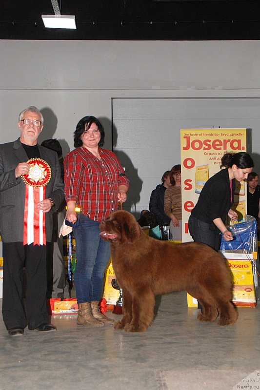 Фото: ньюфаундленд Happyness Long-Awaited s Berega Dona (Хаппинесс Лонг-Аваитед с Берега Дона), Varvara Ryibalova (Варвара Рыбалова)