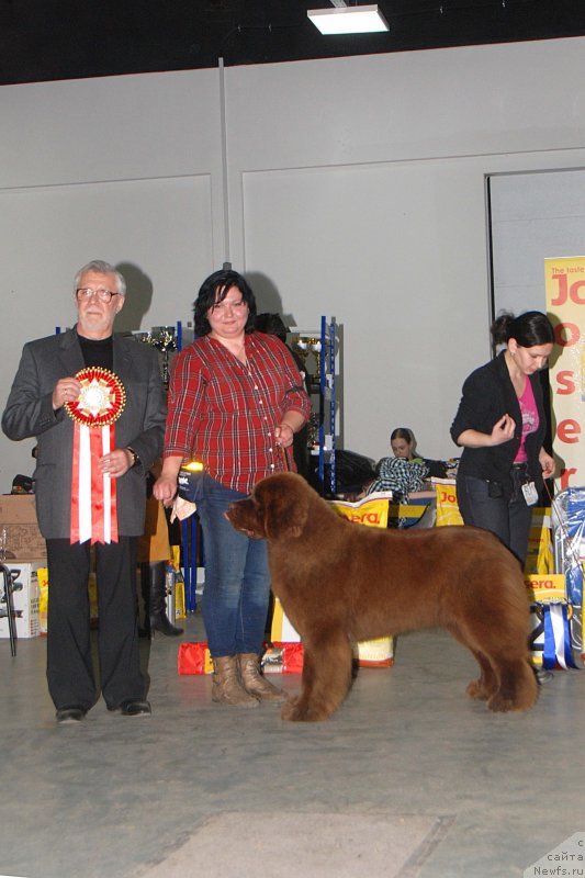 Фото: ньюфаундленд Happyness Long-Awaited s Berega Dona (Хаппинесс Лонг-Аваитед с Берега Дона), Varvara Ryibalova (Варвара Рыбалова)