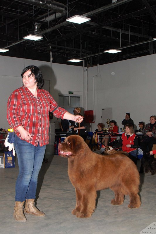 Фото: ньюфаундленд Happyness Long-Awaited s Berega Dona (Хаппинесс Лонг-Аваитед с Берега Дона), Varvara Ryibalova (Варвара Рыбалова)