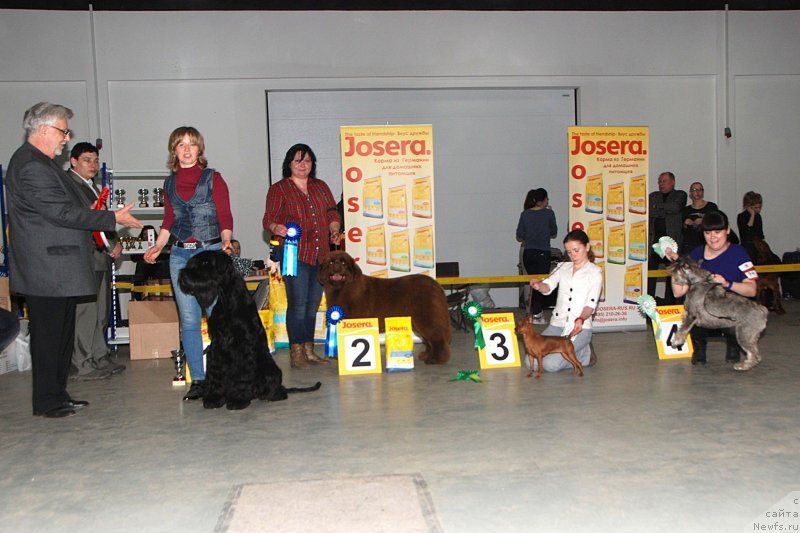 Фото: ньюфаундленд Happyness Long-Awaited s Berega Dona (Хаппинесс Лонг-Аваитед с Берега Дона), Varvara Ryibalova (Варвара Рыбалова)