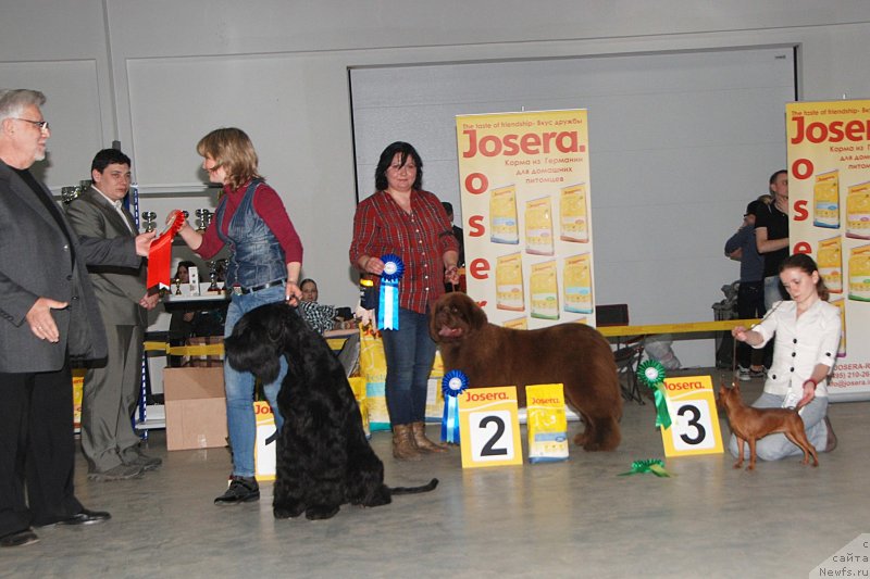 Фото: ньюфаундленд Happyness Long-Awaited s Berega Dona (Хаппинесс Лонг-Аваитед с Берега Дона), Varvara Ryibalova (Варвара Рыбалова)