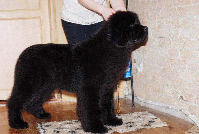 Фото: ньюфаундленд Fluffy Avalanch Ever Ready (Флюфи Аваланч Эвер Реаду)