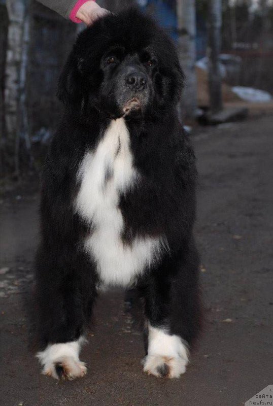 Фото: ньюфаундленд Mag Ispolin Lavina (Маг Исполин Лавина)