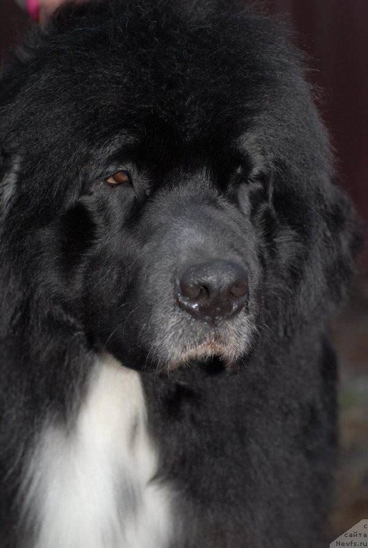 Фото: ньюфаундленд Mag Ispolin Lavina (Маг Исполин Лавина)