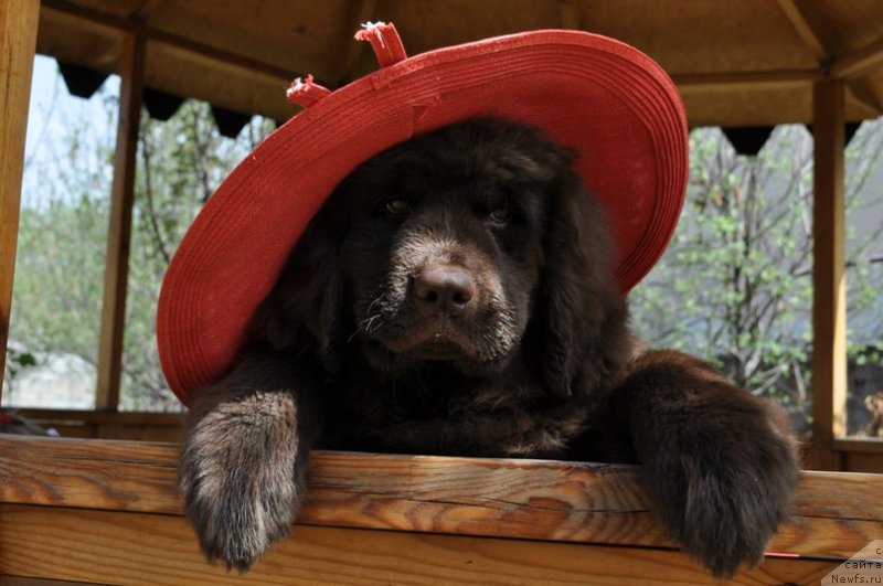Фото: ньюфаундленд Solnechnaya Kimberli (Солнечная Кимберли)
