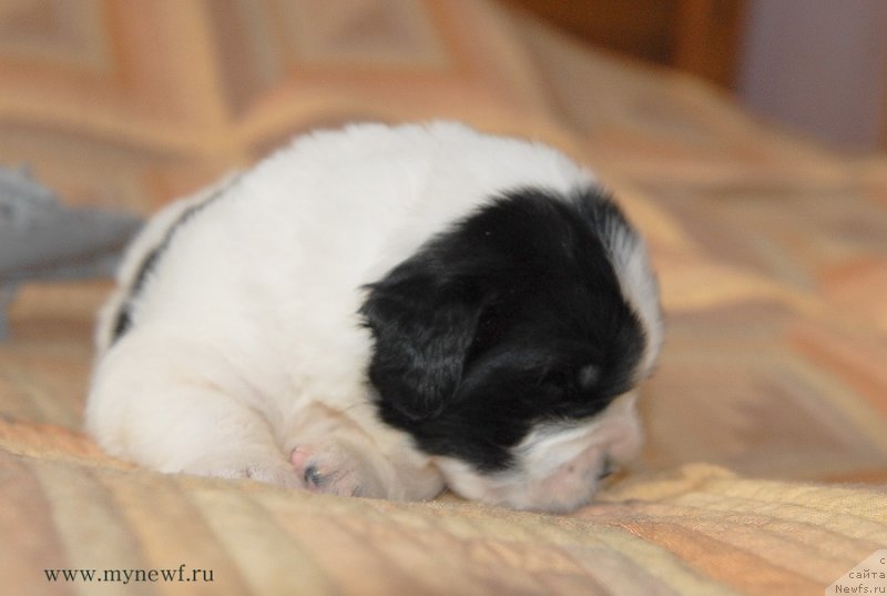 Фото: ньюфаундленд Sent Djons Emperor Lyuniks (Сент Джонс Емперор Люникс)