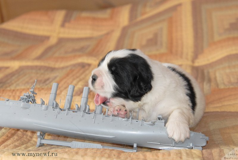 Фото: ньюфаундленд Sent Djons Emperor Lyuniks (Сент Джонс Емперор Люникс)