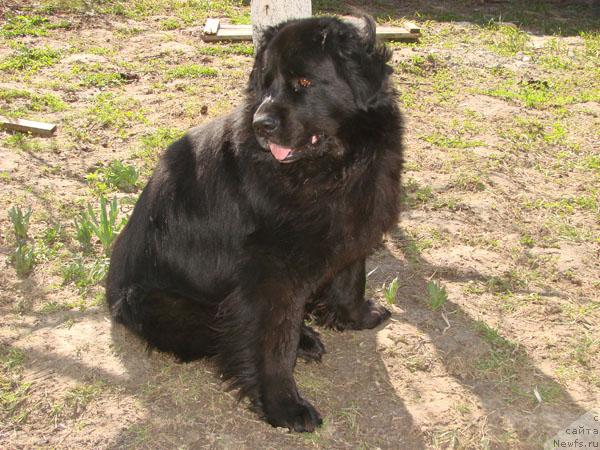 Фото: ньюфаундленд Oskar Treysi-Viktoriya (Оскар Трейси-Виктория)