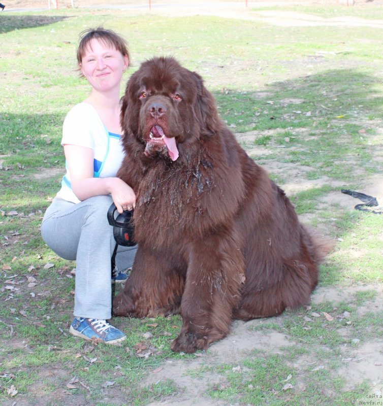 Фото: ньюфаундленд Fakturnyi Frukt s Berega Dona (Фактурный Фрукт с Берега Дона), Irina Pavlova (Ирина Павлова)