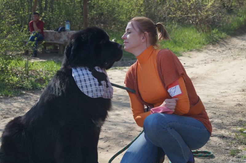 Фото: ньюфаундленд Charuyuschiy Chezario (Чарующий Чезарио)