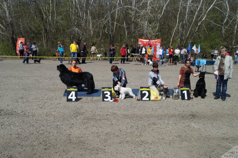 Фото: ньюфаундленд Charuyuschiy Chezario (Чарующий Чезарио)