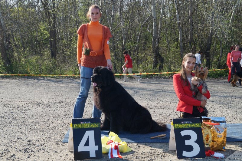 Фото: ньюфаундленд Charuyuschiy Chezario (Чарующий Чезарио)
